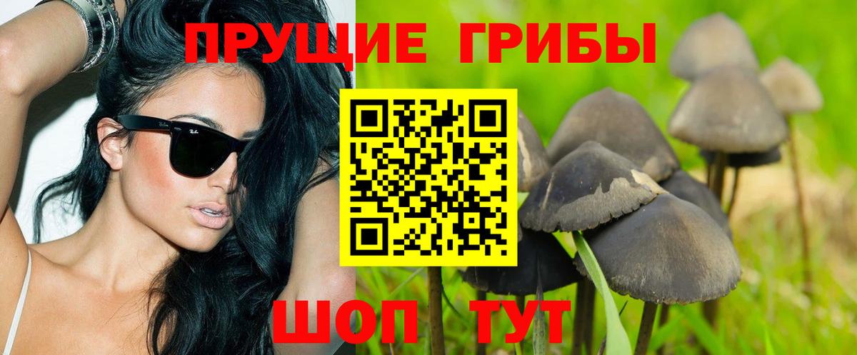Псилоцибиновые грибы Psilocybe Саранск